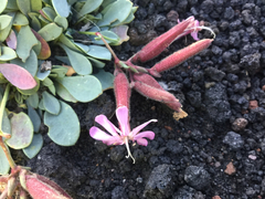 Saponaria sicula