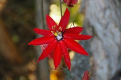 Coccinea