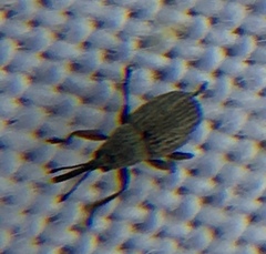 Exapion ulicis