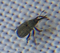 Exapion ulicis