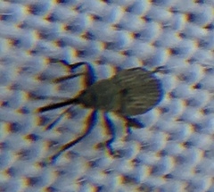Exapion ulicis