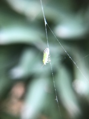 Insecta