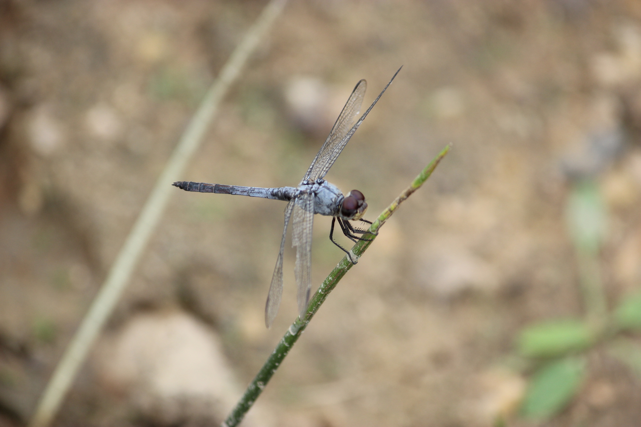 Yellow-Tailed Ashy Skimmer