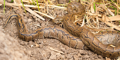 African Rock Python