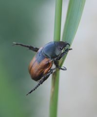 Anisoplia austriaca