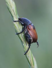Anisoplia austriaca