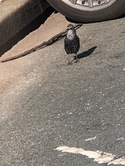 Sturnus vulgaris