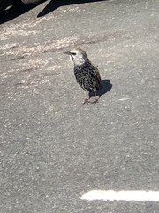 Sturnus vulgaris