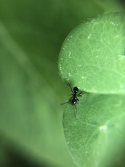 Lasius