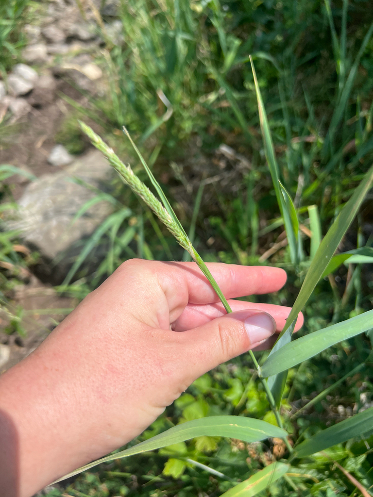 Phalaris rotgesii