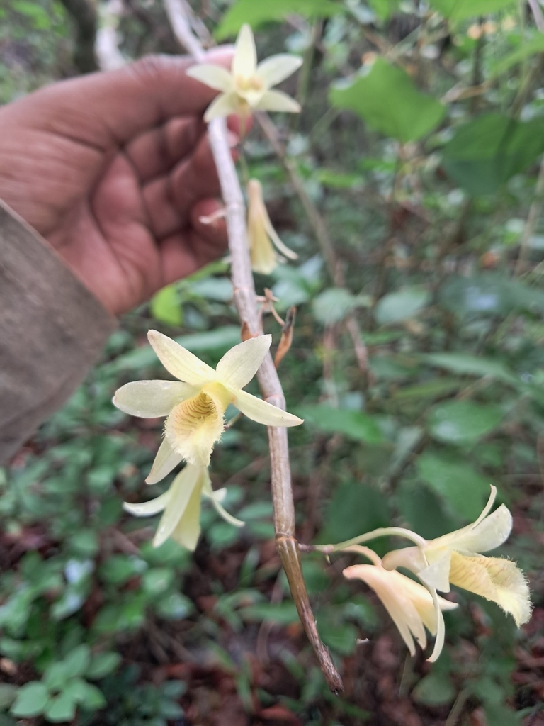 Dendrobium macrostachyum