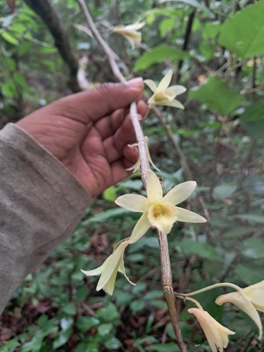Dendrobium macrostachyum, photograph 2