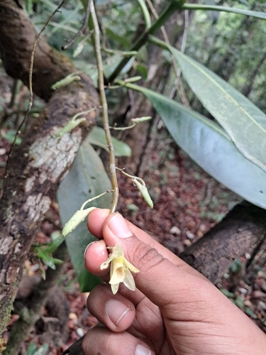 Dendrobium macrostachyum, photograph 3
