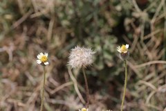 Tridax procumbens