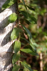 Freycinetia scandens