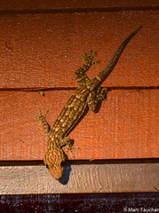 Gekko smithii