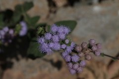 Ageratum houstonianum