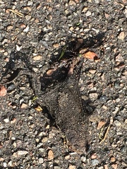 Bufo bufo