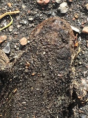 Bufo bufo