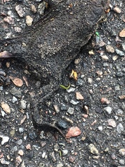 Bufo bufo