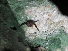 Taphozous melanopogon