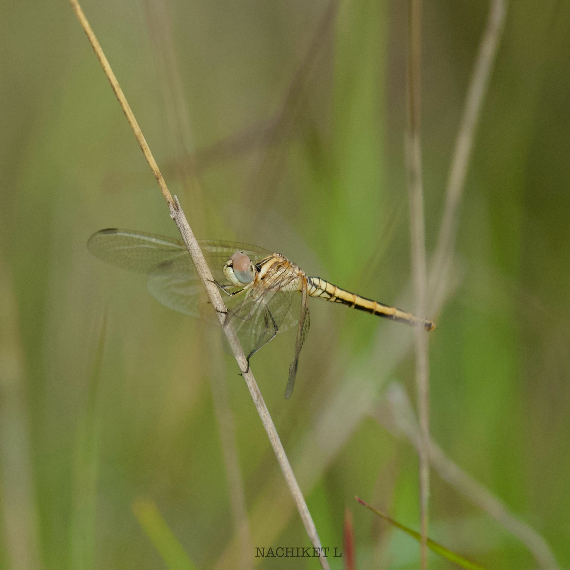 Crimson Marsh Glider