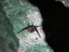 Taphozous melanopogon
