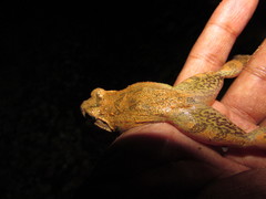 Minervarya andamanensis