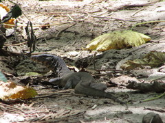 Varanus salvator andamanensis