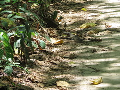 Varanus salvator andamanensis