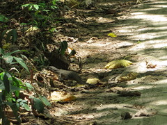 Varanus salvator andamanensis