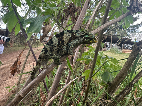 Johnston's Chameleon