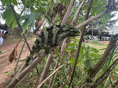 Johnston's Chameleon photo 5