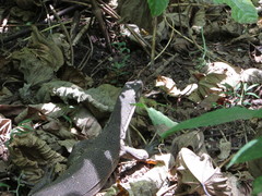 Varanus salvator andamanensis