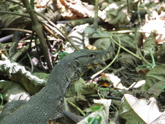 Varanus salvator andamanensis