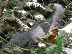 Varanus salvator andamanensis