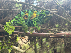 Johnston's Chameleon photo 2