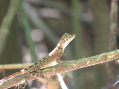 Short-Crested Bay Island Forest Lizard photo 4
