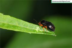 Strongylocoris