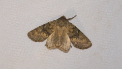 Dasypolia templi