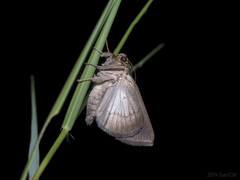 Chalciope mygdon