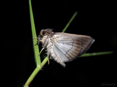 Chalciope mygdon