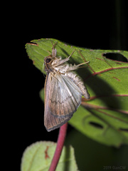 Chalciope mygdon
