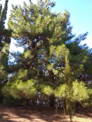 Pinus halepensis