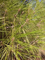 Pinus halepensis
