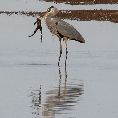 Great Blue Heron photographed in Arizona