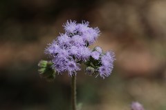 Ageratum houstonianum