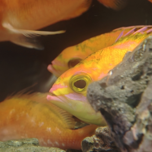 Schlegel's red bass (Caprodon schlegelii) — Serranidae — 5