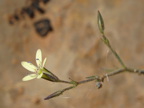 Dianthus illyricus, photograph 4