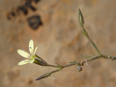 Dianthus illyricus, photograph Joey Bom, CC BY, iNaturalist via GBIF